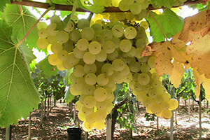 Malvasia di Candia