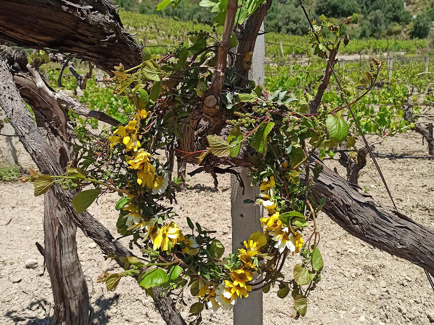 DAF Wines by Douloufaki Fereniki