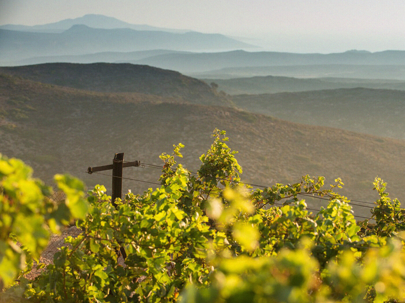 Paraskevas Winery