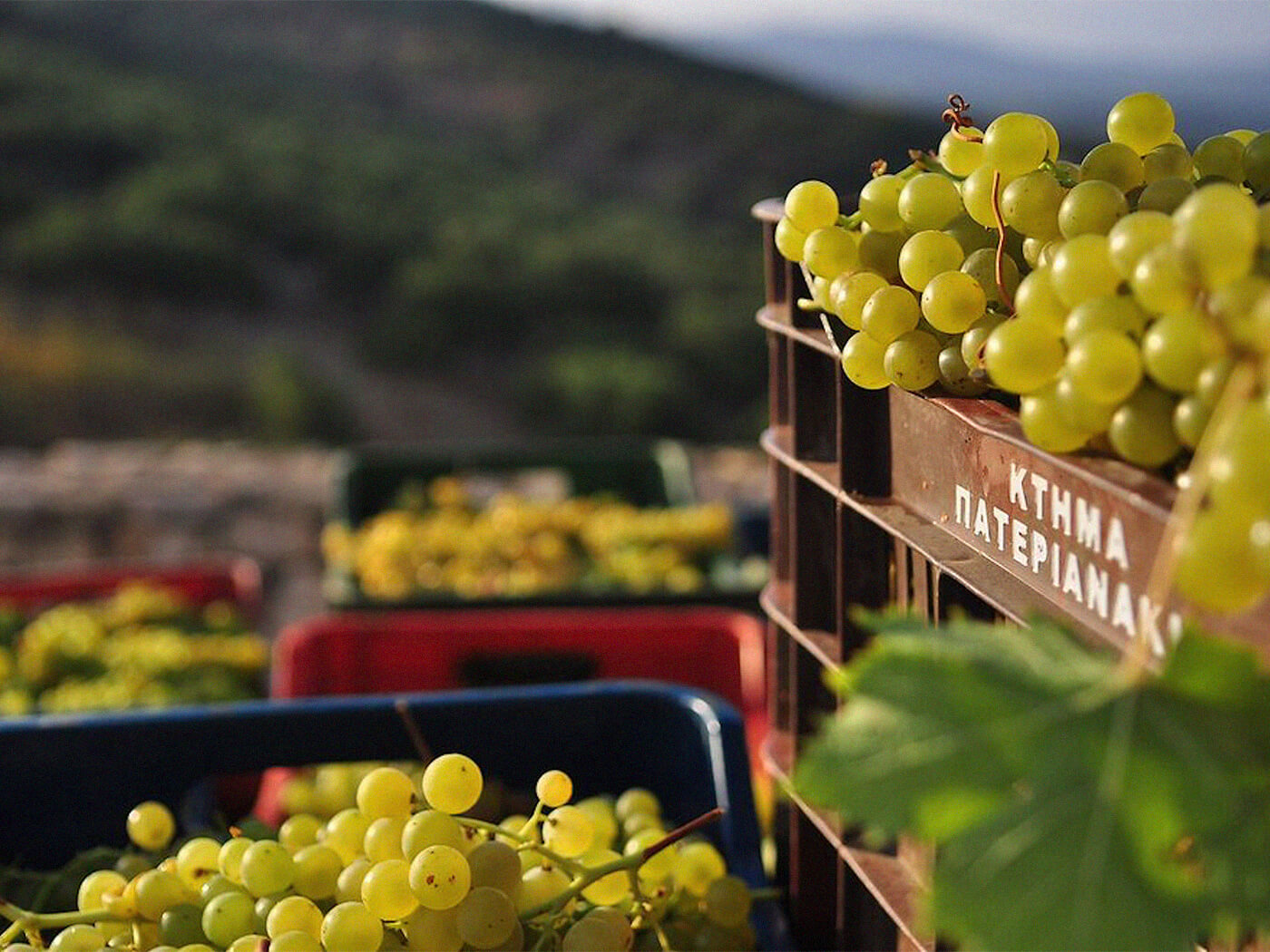 Domaine Paterianakis