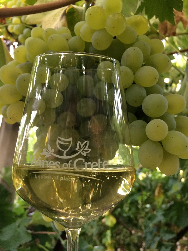 The Cretan grape Variety &#8220;Vidiano&#8221;