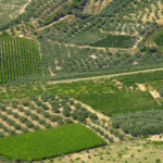 Άρθρο: Inside the Evolution of Crete’s Wine Industry