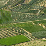 Article: Inside the Evolution of Crete’s Wine Industry