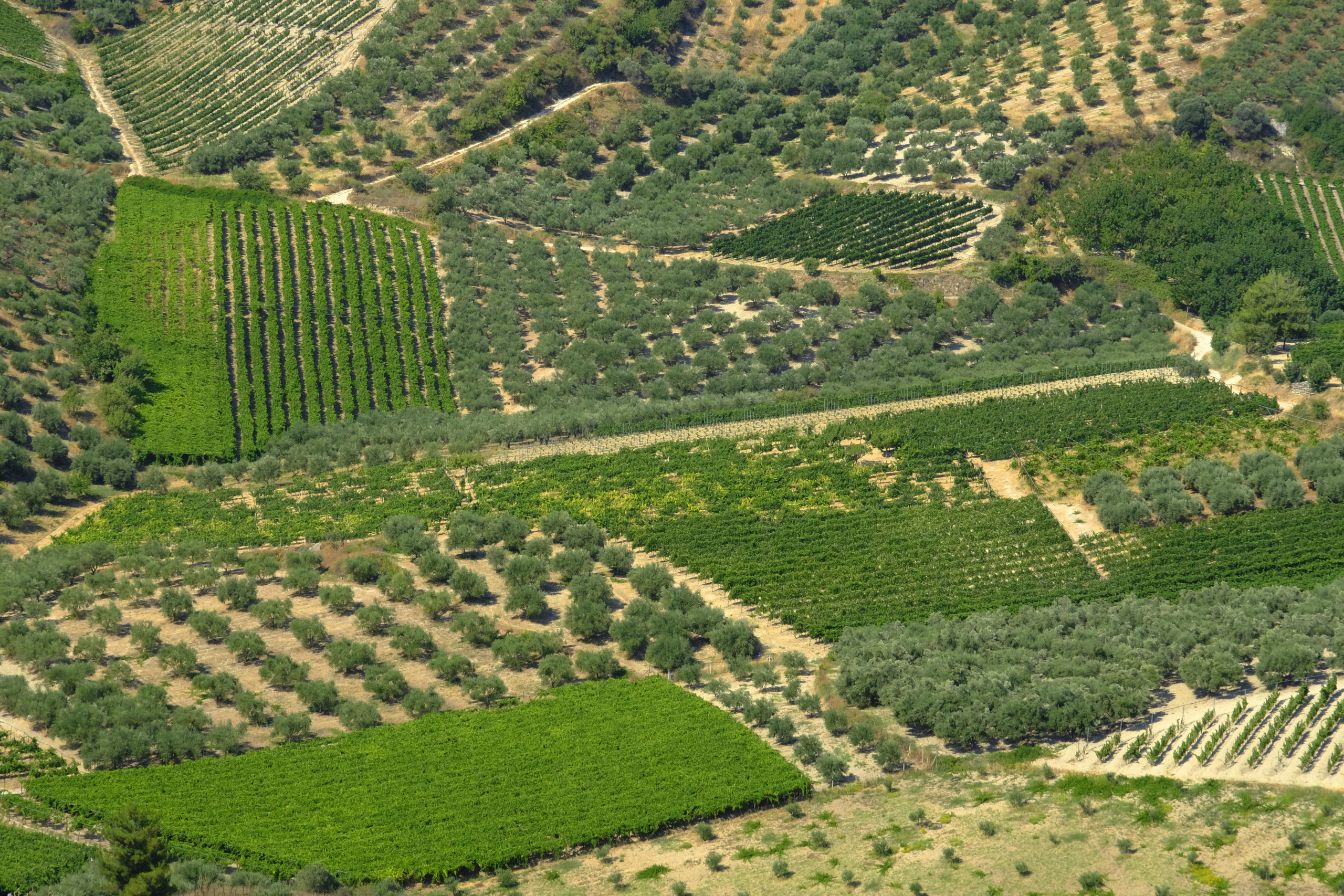 Article: Inside the Evolution of Crete’s Wine Industry