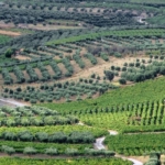 Άρθρο &#8211; Strade del vino – La magia dei vigneti di Creta (Italian)