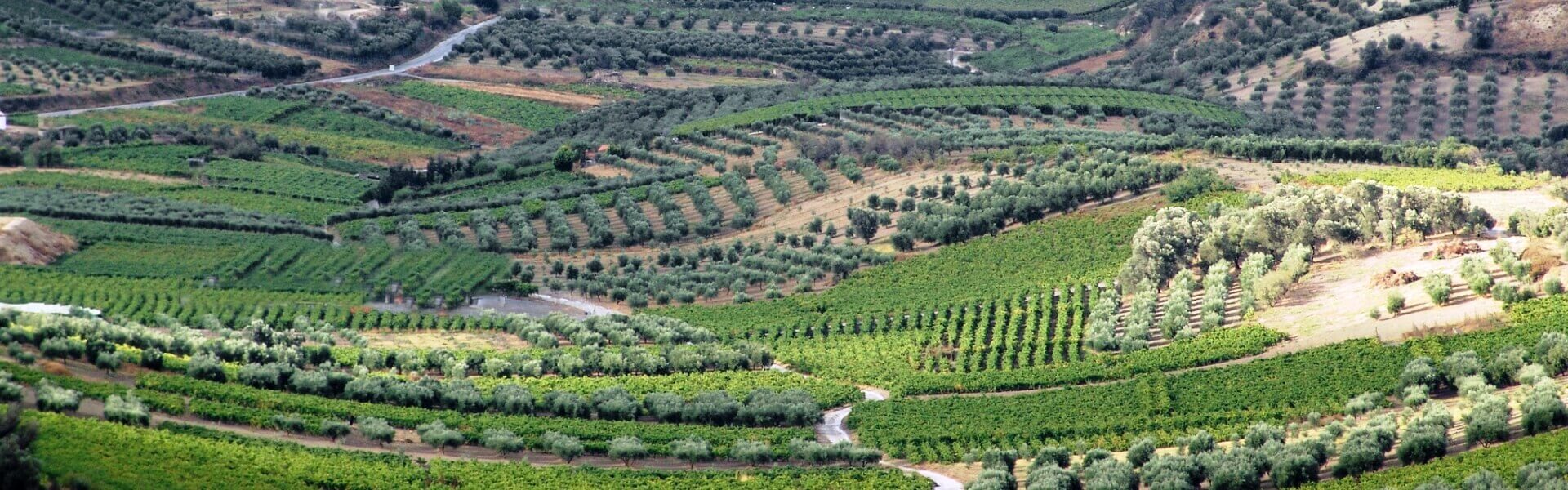 Άρθρο: Why wines from Crete deserve the attention they are getting
